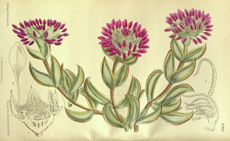 Vintage Drawing - Mesembryanthemum pillansii 143 8703 by Esoteric Botanica