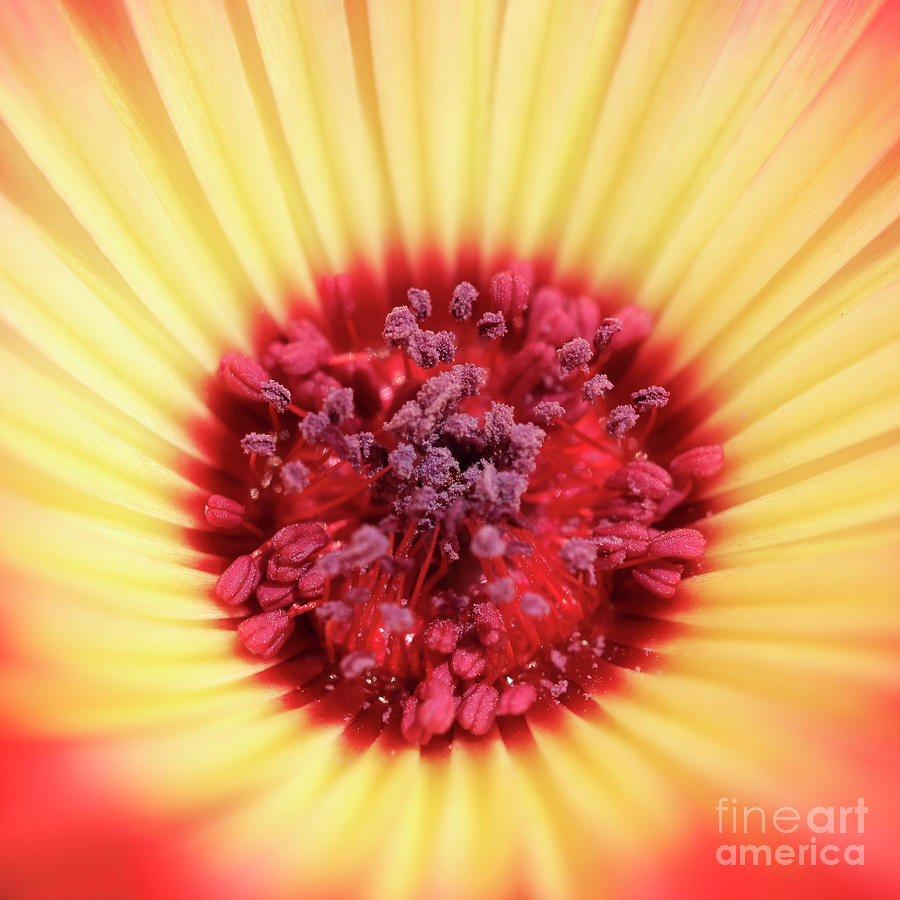 Mesembryanthemum Square Photograph by Terri Waters