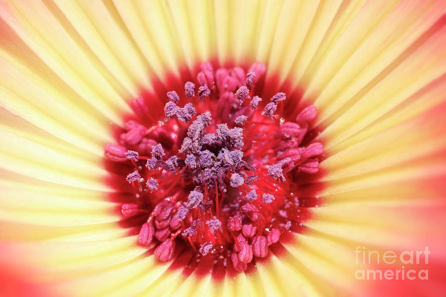 Mesembryanthemum Photograph by Terri Waters