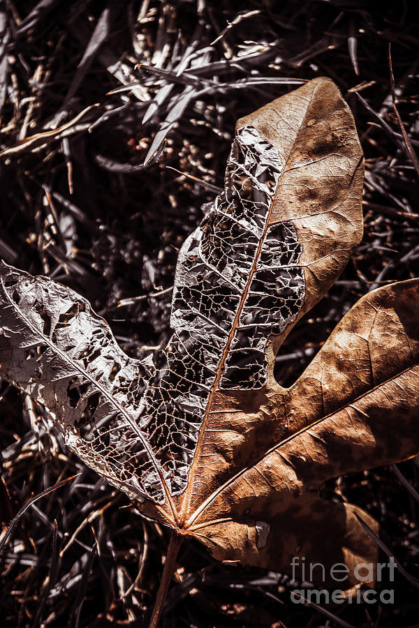 Meshed out fall Photograph by Jorgo Photography