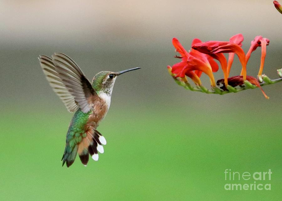 Mesmerized Hummingbird Photograph by Carol Groenen