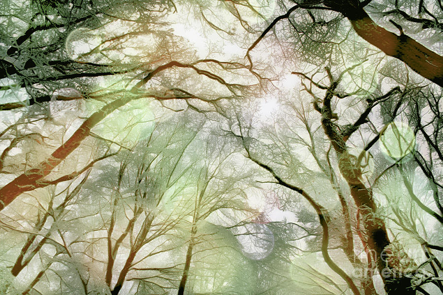 Mesmerizing Forest Digital Art by Chris Bee