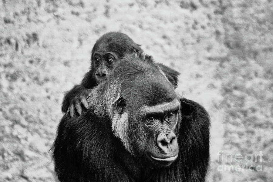 Nature Photograph - Mesmerizing Gorillas  by Ruth Jolly