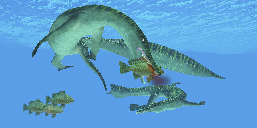 Mesosaurus marine reptile attacks a Mangrove red snapper fish in a Permian ocean. Drawing by Stocktrek Images