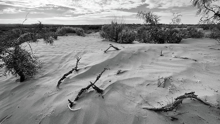 Mesquite-BW, Mescalero Sands, Maljamar, New Mexico Photograph by Richard Porter