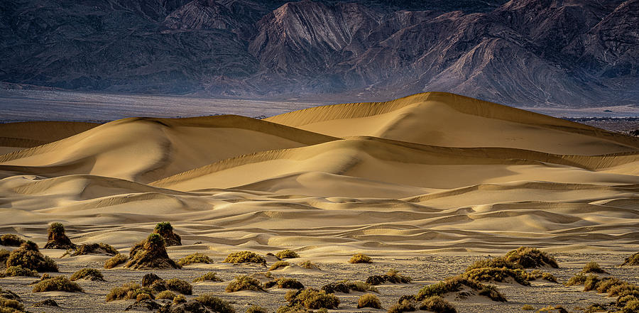 Mesquite Dunes Death Valley Photograph by David Downs