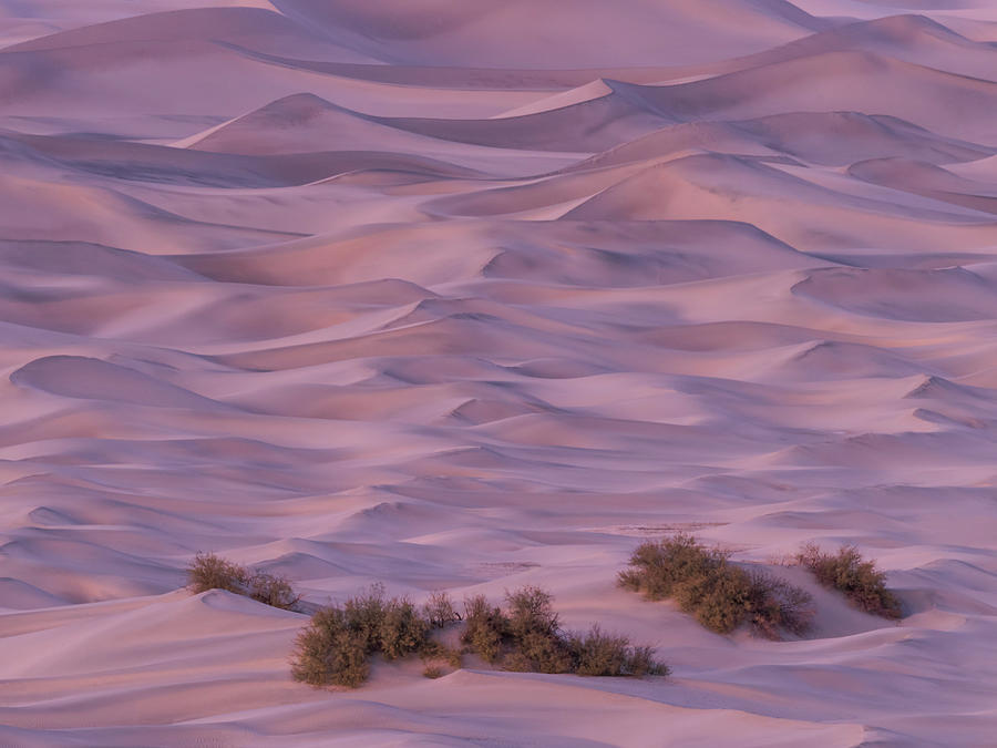 Mesquite Photograph - Mesquite Flat Sand Dunes #6 by Ken Weber