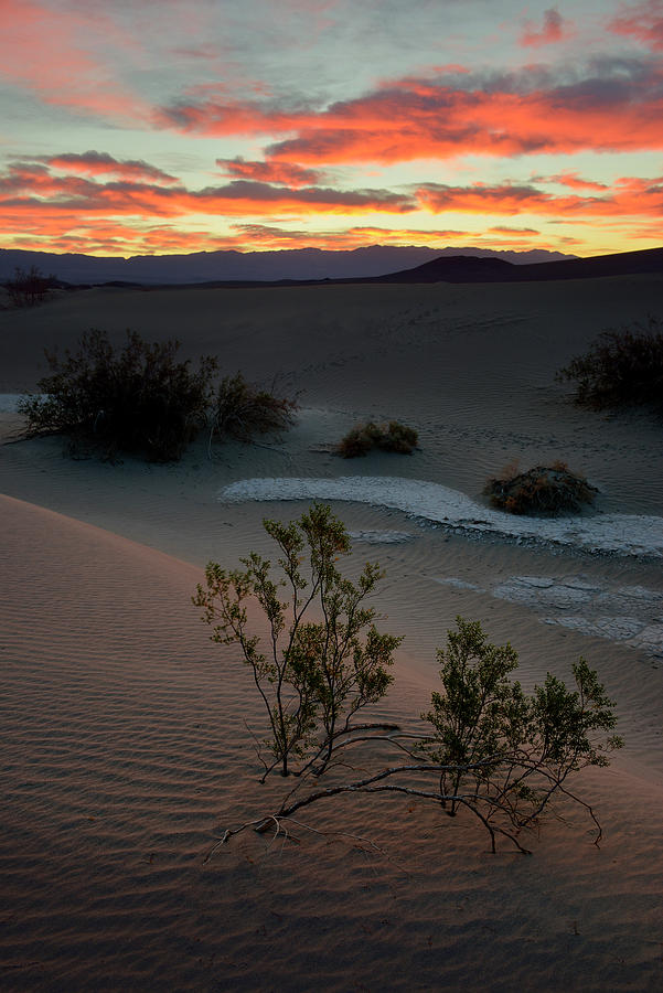 Mesquite Flat Sand Dunes,  Death Valley, California Photograph by Kevin Oke