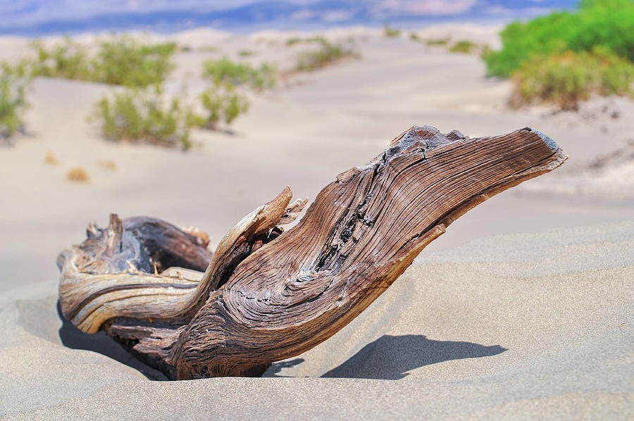 Mesquite Flat Sand Dunes Driftwood Photograph by Kyle Hanson