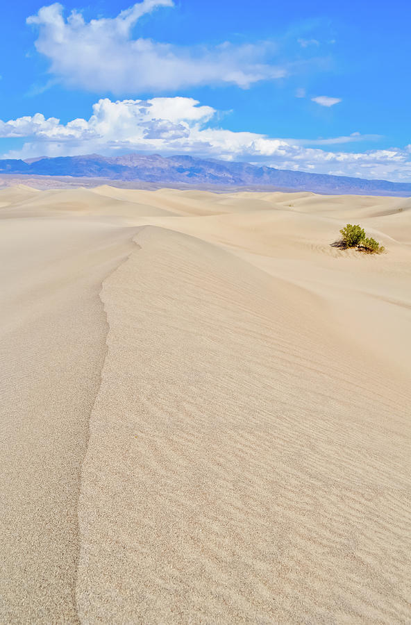 Mesquite Flat Sand Dunes Portrait Photograph by Kyle Hanson