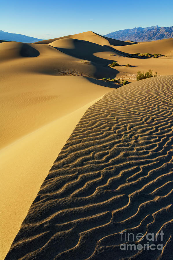Death Valley National Park Photograph -  Mesquite Flats sand dunes, Stovepipe Wells, Death Valley National Park, California, USA by Neale And Judith Clark