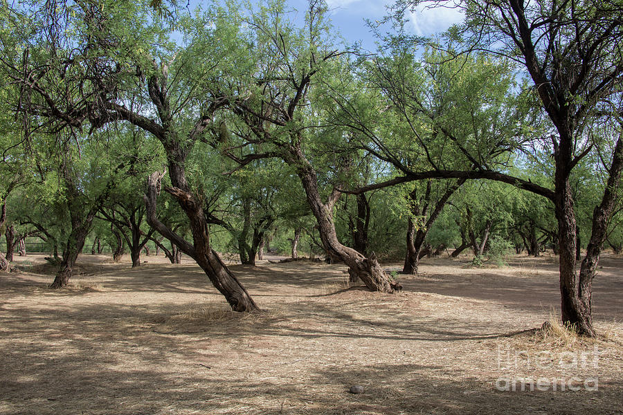 Mesquite Forest Photograph by Kathy McClure