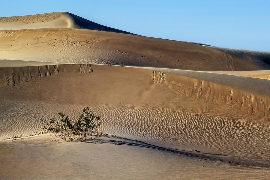Mesquite Sand Dunes And A Bush Death Valley National Park Photograph
