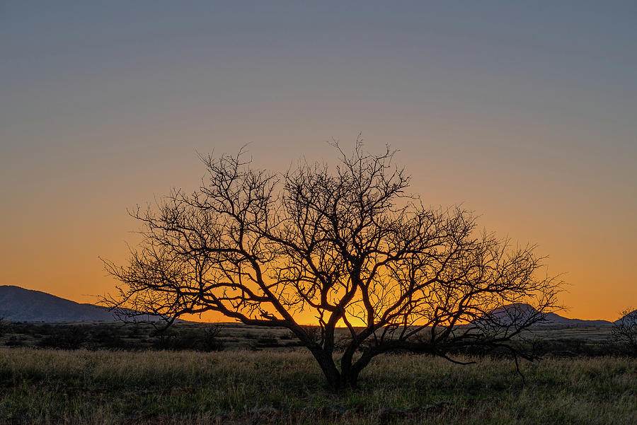 Mesquite Sunset Photograph by Lynn Thomas Amber