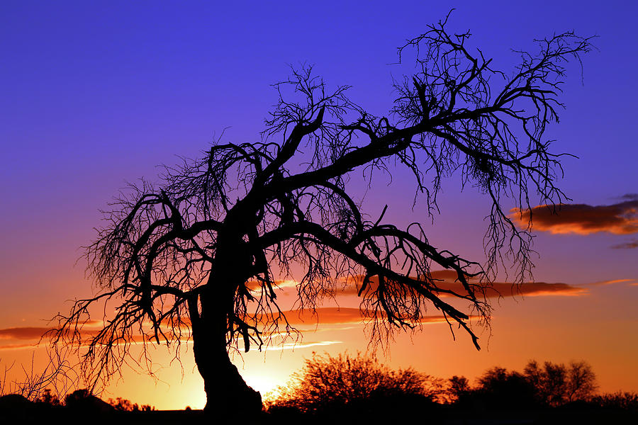 Mesquite tree at sunset Photograph by Glen Loftis