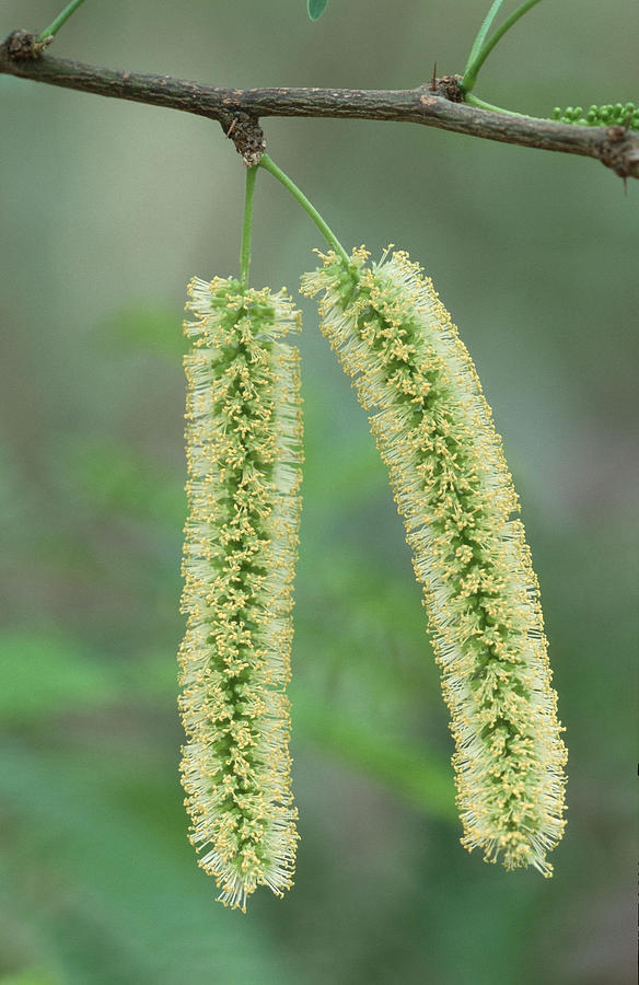 Mesquite tree, catkins (Prosopis juliflora) Photograph by Arco Images / Huetter Christian