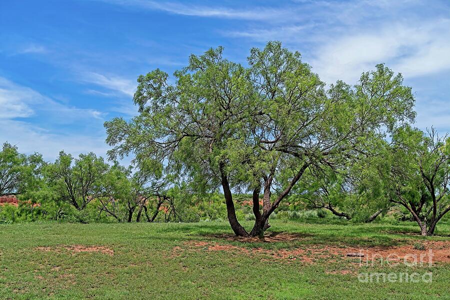 Mesquite Tree Photograph by Jon Burch Photography