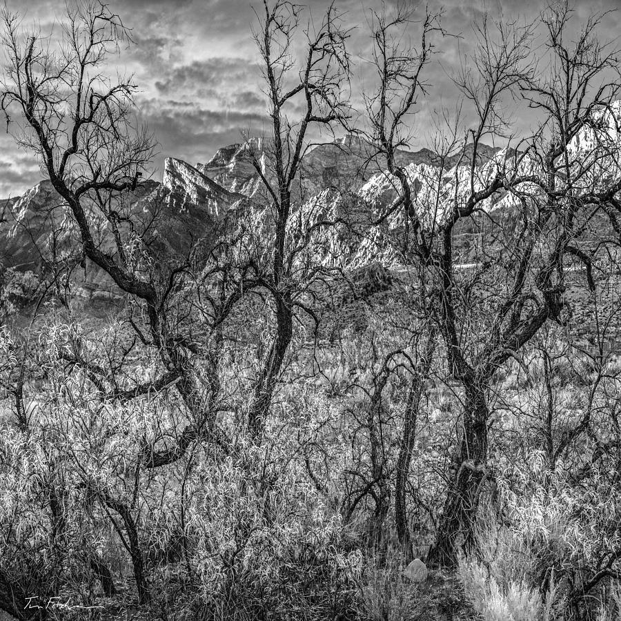 Mesquite trees and Spring Mountains near Las Ve Photograph by Tim Fitzharris