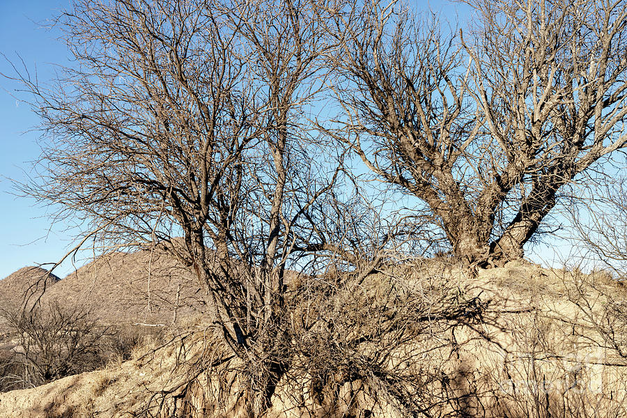 Mesquites On Eroded Hill Photograph by Al Andersen