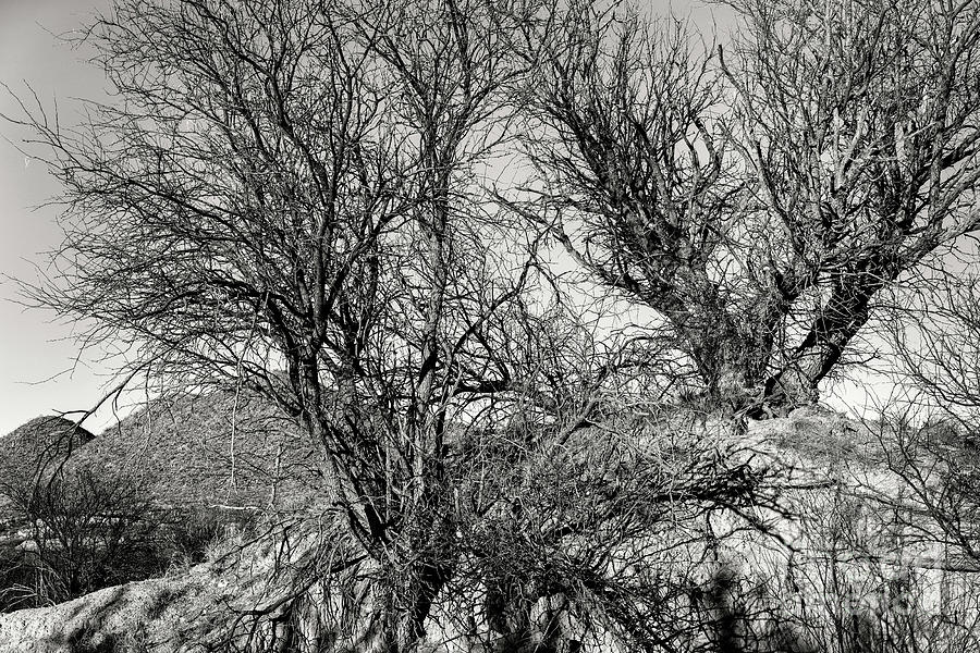Mesquites On Eroded Hill Bw Photograph