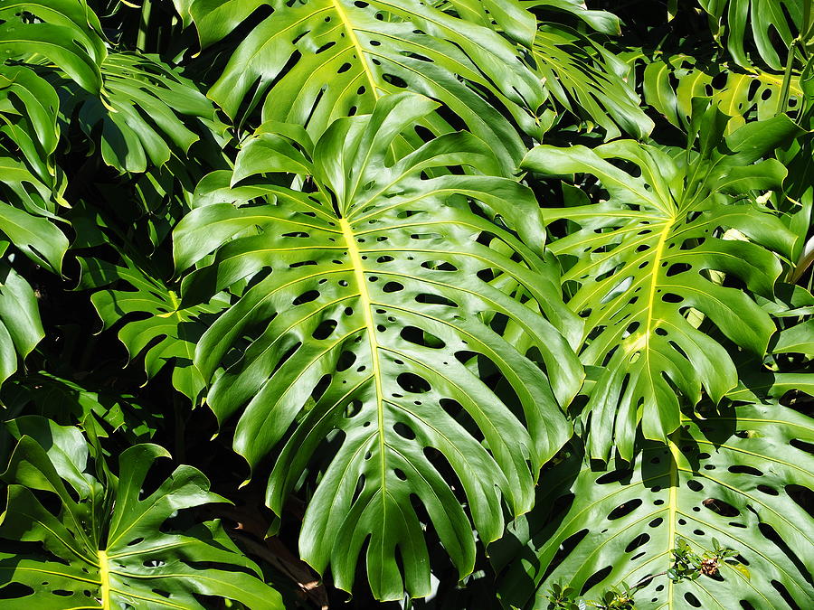 Monstera Love Photograph By Jewels Hamrick - Fine Art America