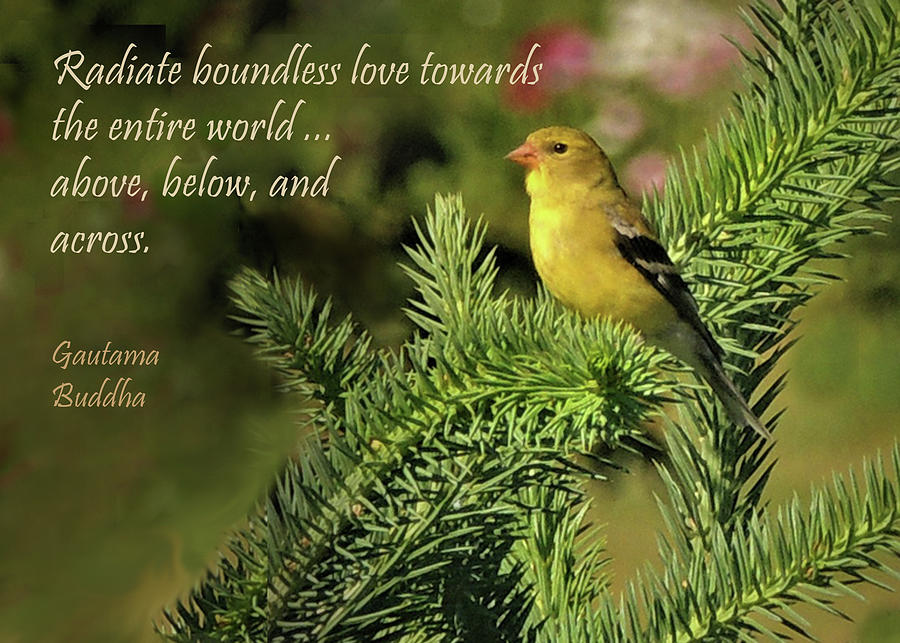 Message from the Radiant Goldfinch Photograph by Nancy Griswold