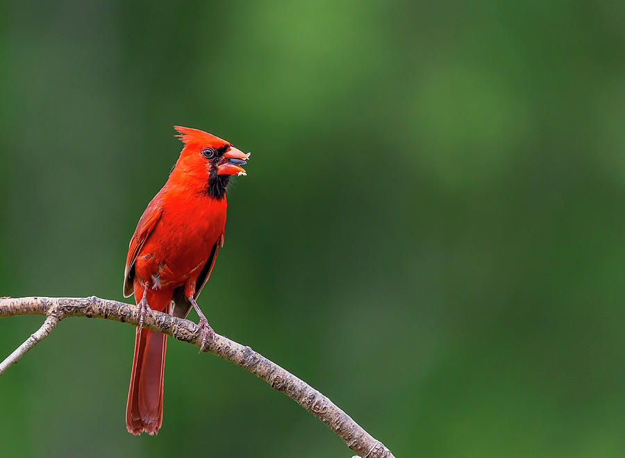 Messy Cardinal Photograph by Deborah Penland