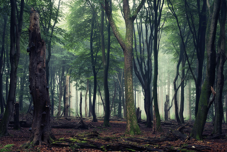 Messy forest Photograph by Martin Podt - Fine Art America