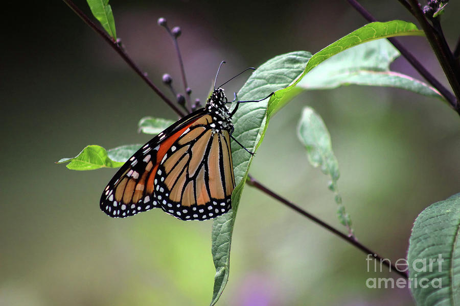 Messy Monarch Photograph by Karen Adams