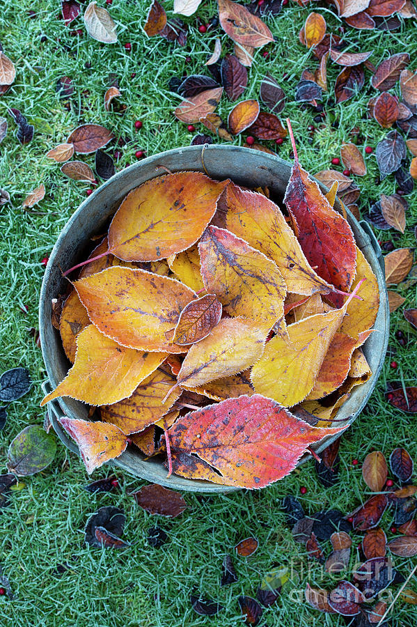 Metal Bucket with Frozen Tree Leaves Photograph by Tim Gainey