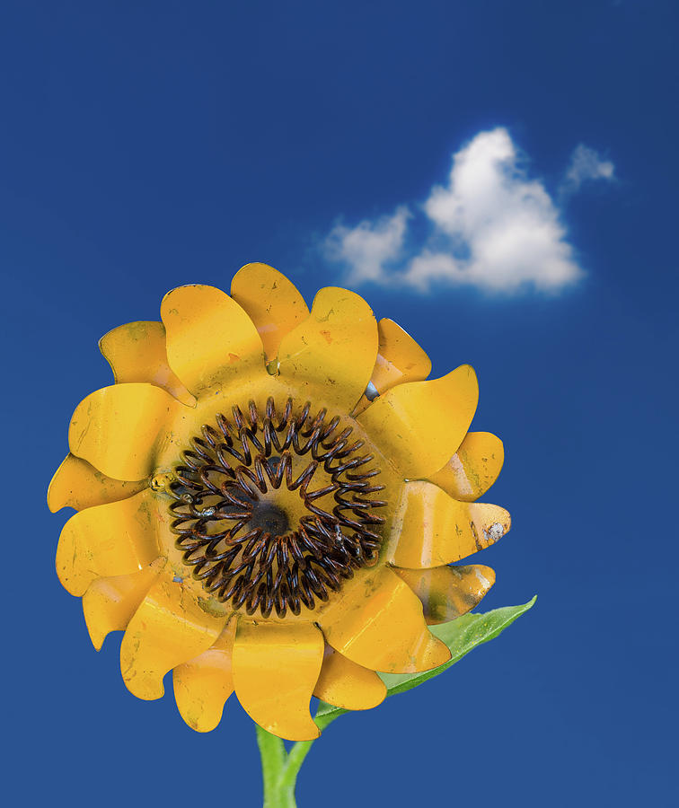 Metal sunflower against blue sky Photograph by Steven Heap