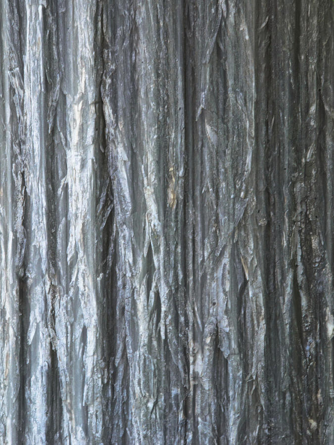 Metallic Bark Photograph by Matt Halvorson Metallic Bark Photograph by Matt Halvorson