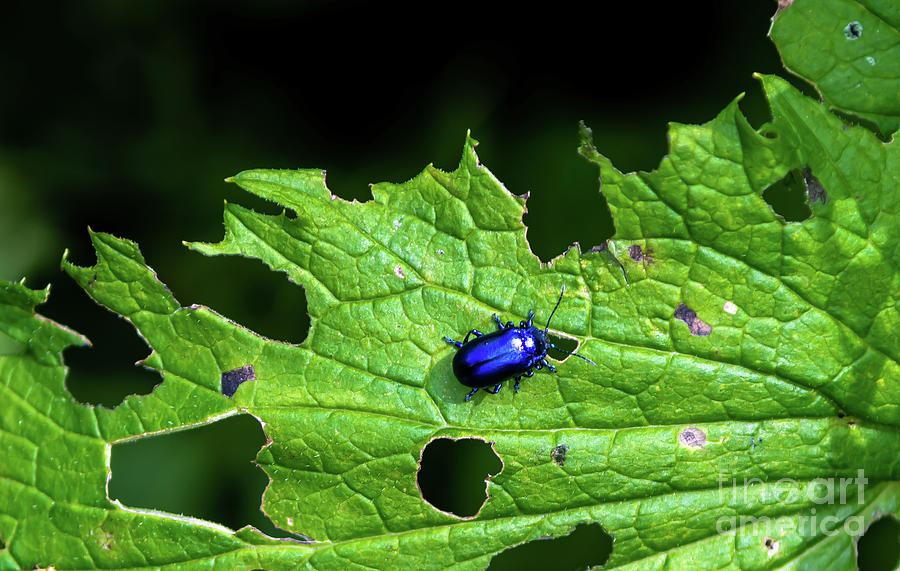 Metallic Blue Leaf Beetle On Green Leaf With Holes Photograph by Andreas Berthold
