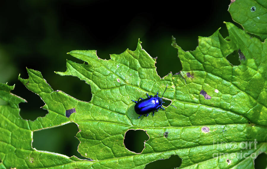 Metallic Blue Leaf Beetle On Green Leaf With Holes Photograph by Andreas Berthold Metallic Blue Leaf Beetle On Green Leaf With Holes Photograph by Andreas Berthold