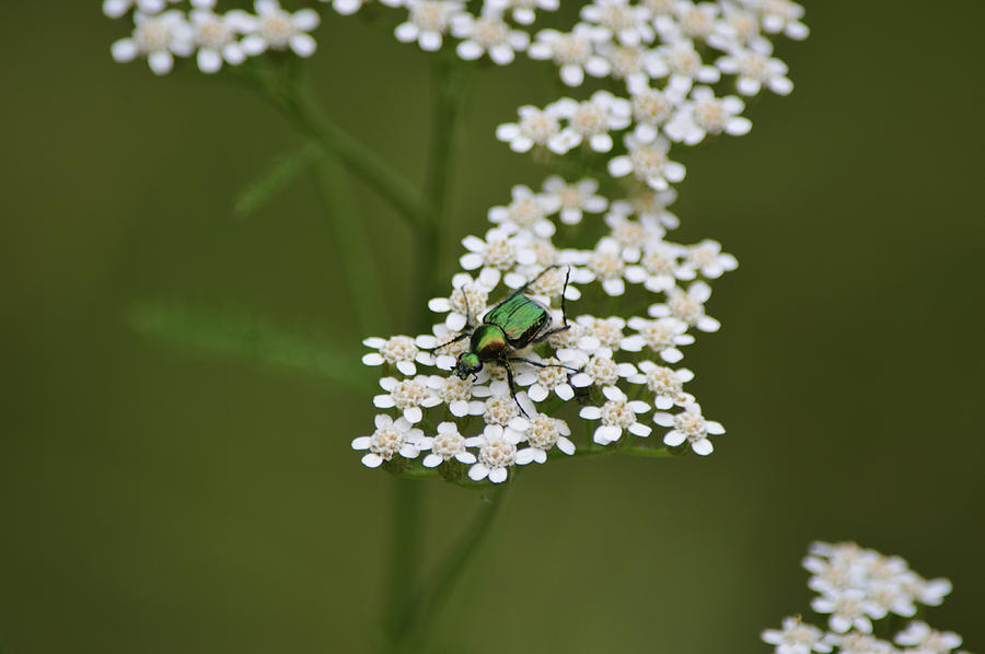Metallic Green Beetle On White Yarrow Wildflower Photograph