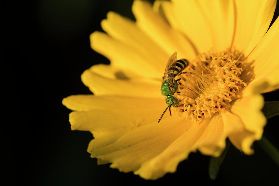 Metallic Green Pollinator Photograph by Robert Potts