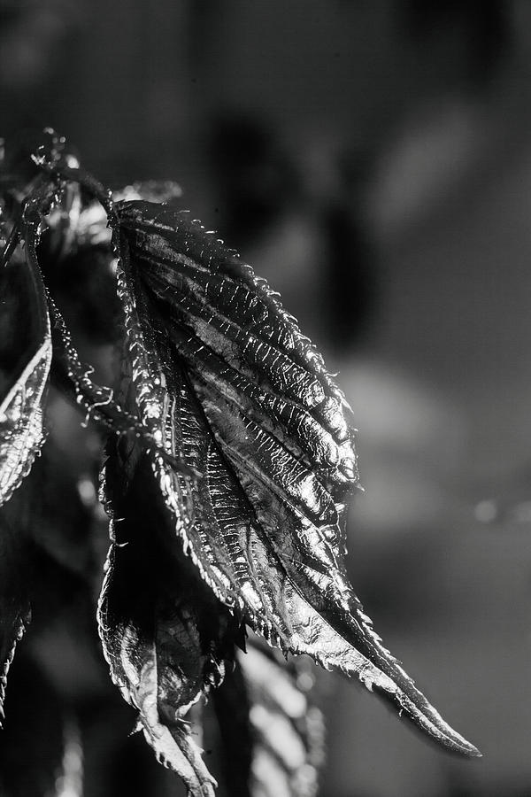 Metallic leaf Photograph by Maria Dimitrova