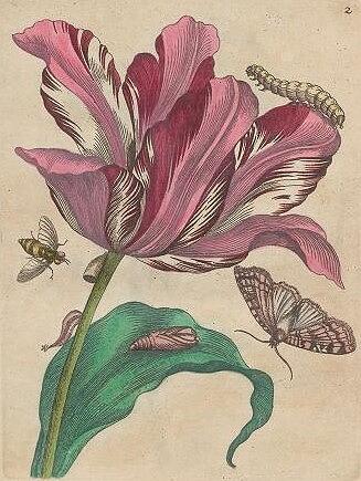 Metamorphosis Insectorum 1 Drawing by Maria Sibylla Merian Metamorphosis Insectorum 1 Drawing by Maria Sibylla Merian