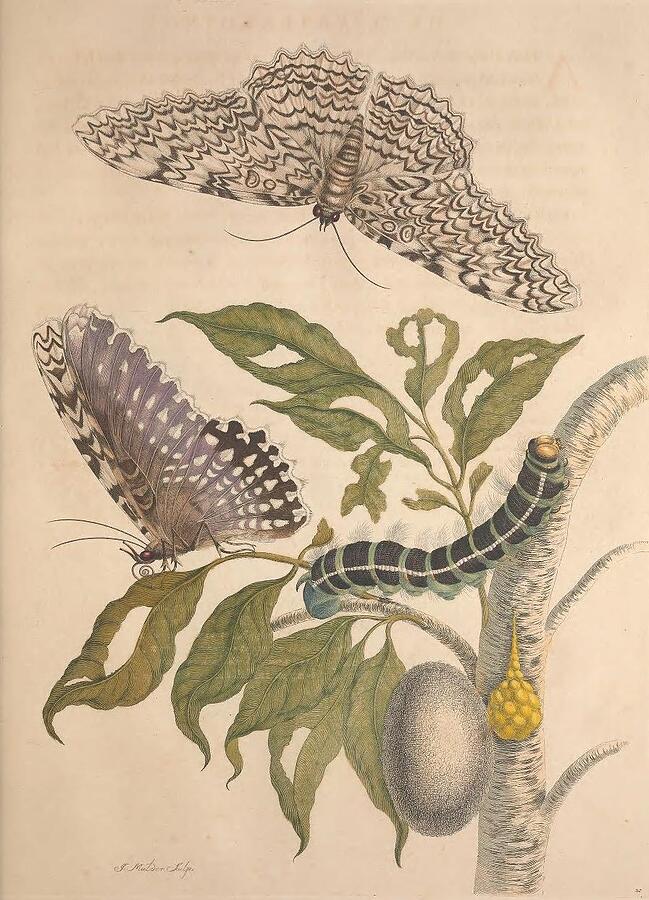 Metamorphosis Insectorum 20 Drawing by Maria Sibylla Merian Metamorphosis Insectorum 20 Drawing by Maria Sibylla Merian