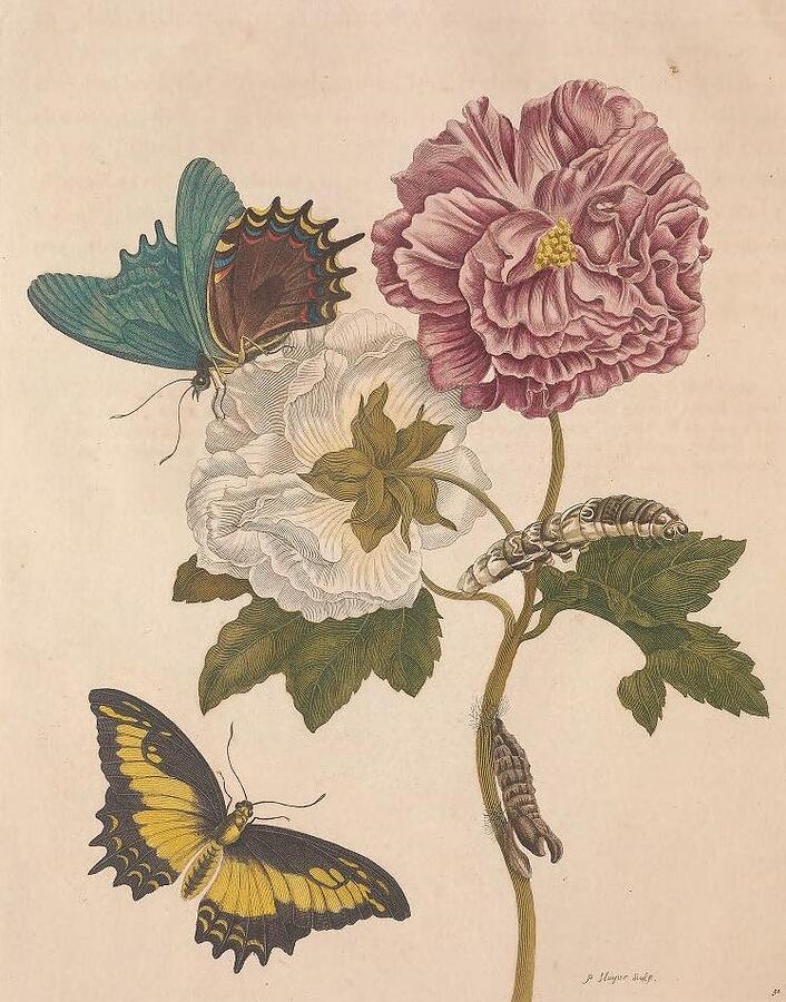 Metamorphosis Insectorum 31 Drawing by Maria Sibylla Merian Metamorphosis Insectorum 31 Drawing by Maria Sibylla Merian
