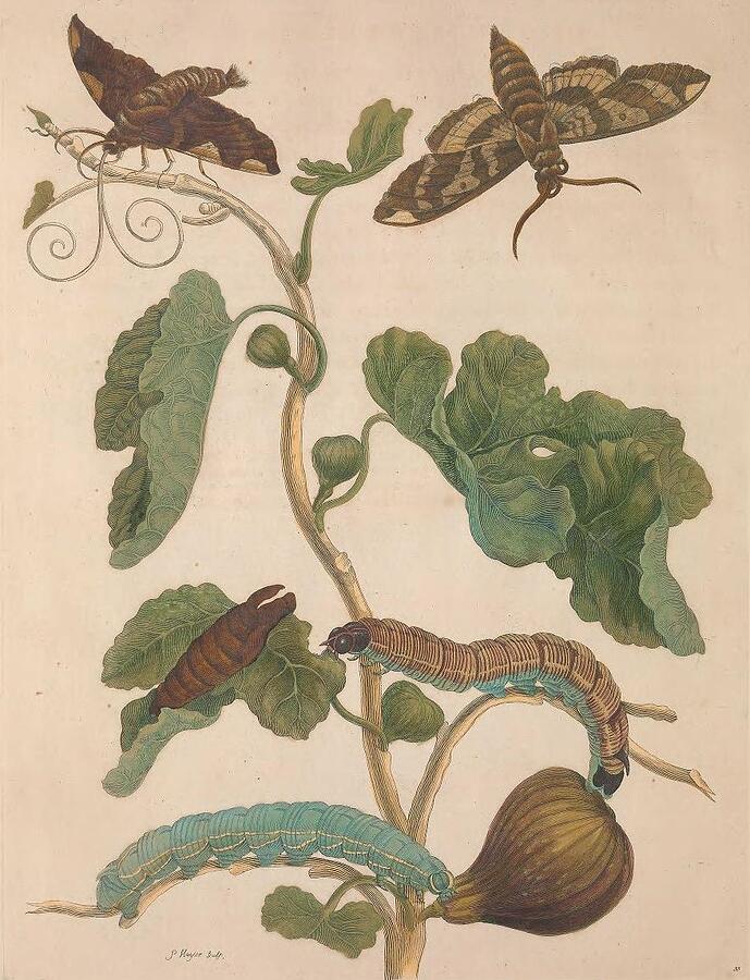 Metamorphosis Insectorum 33 Drawing by Maria Sibylla Merian Metamorphosis Insectorum 33 Drawing by Maria Sibylla Merian