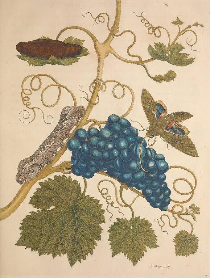 Metamorphosis Insectorum 34 Drawing by Maria Sibylla Merian Metamorphosis Insectorum 34 Drawing by Maria Sibylla Merian