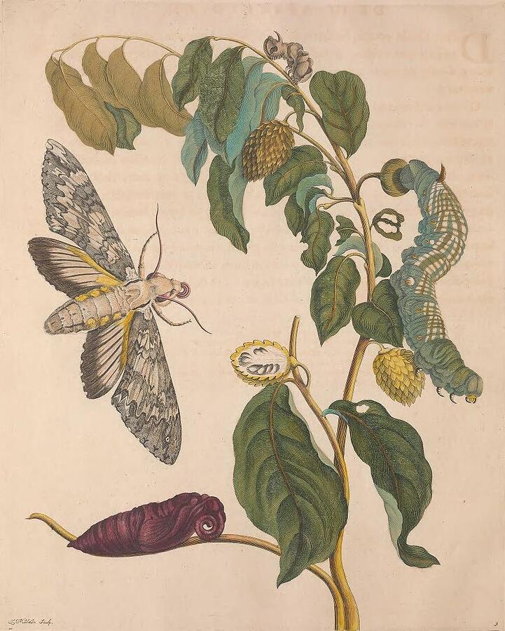 Metamorphosis Insectorum 4 Drawing by Maria Sibylla Merian Metamorphosis Insectorum 4 Drawing by Maria Sibylla Merian