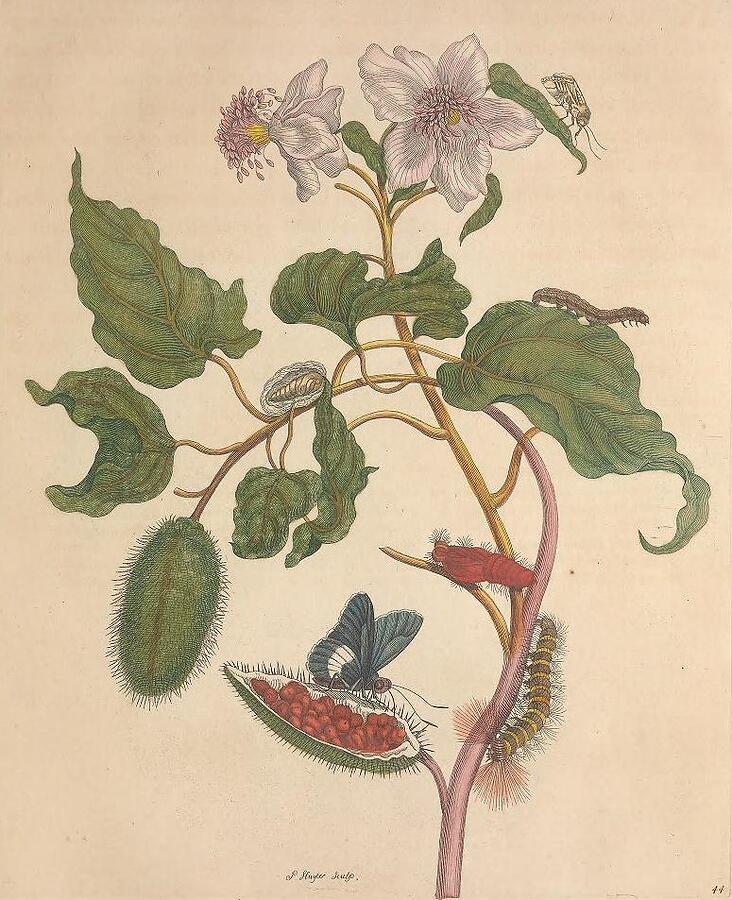 Metamorphosis Insectorum 44 Drawing by Maria Sibylla Merian Metamorphosis Insectorum 44 Drawing by Maria Sibylla Merian