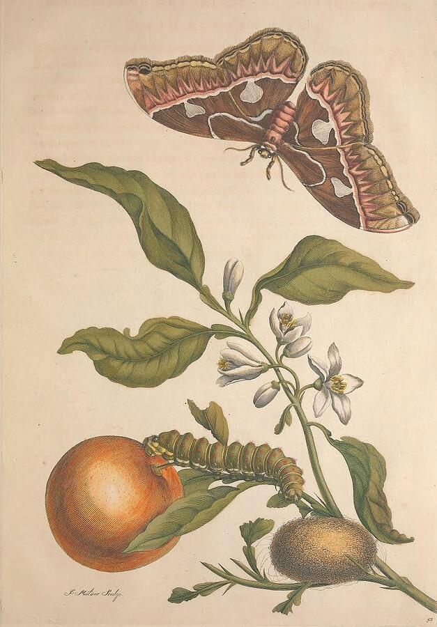 Metamorphosis Insectorum 52 Drawing by Maria Sibylla Merian Metamorphosis Insectorum 52 Drawing by Maria Sibylla Merian