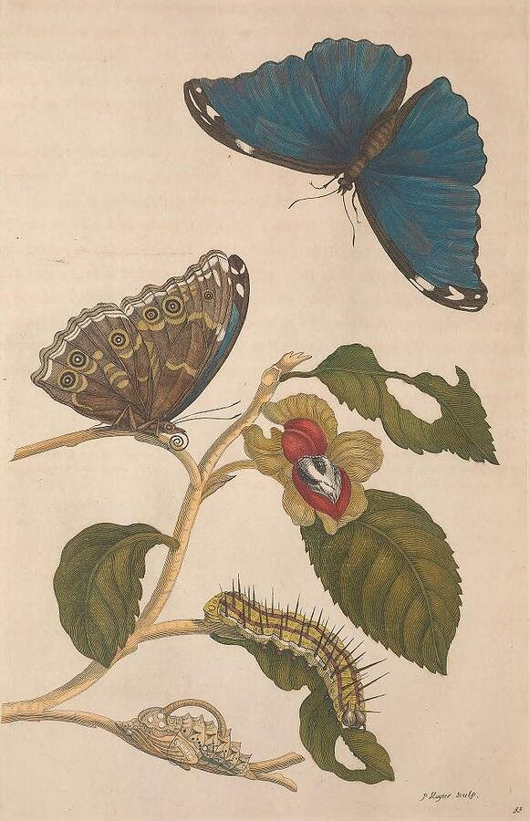 Metamorphosis Insectorum 53 Drawing by Maria Sibylla Merian Metamorphosis Insectorum 53 Drawing by Maria Sibylla Merian