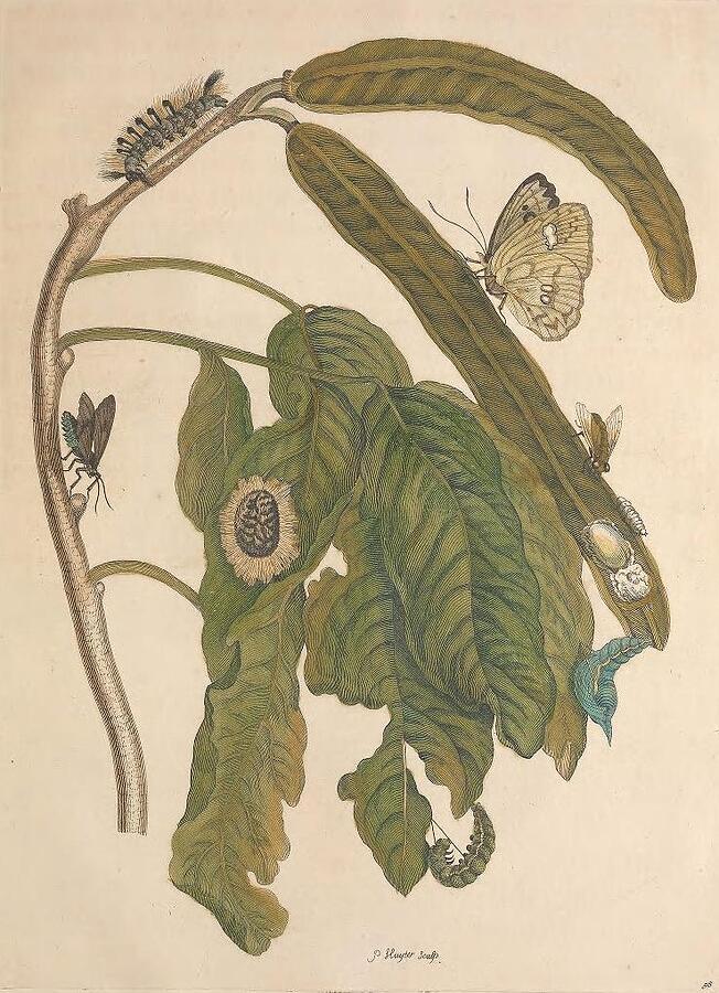 Metamorphosis Insectorum 58 Drawing by Maria Sibylla Merian Metamorphosis Insectorum 58 Drawing by Maria Sibylla Merian