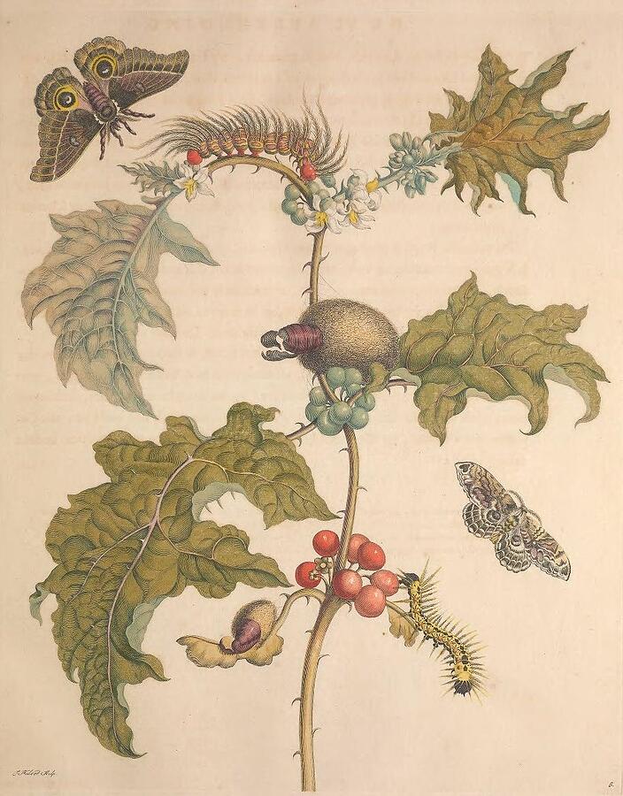 Metamorphosis Insectorum 7 Drawing by Maria Sibylla Merian Metamorphosis Insectorum 7 Drawing by Maria Sibylla Merian