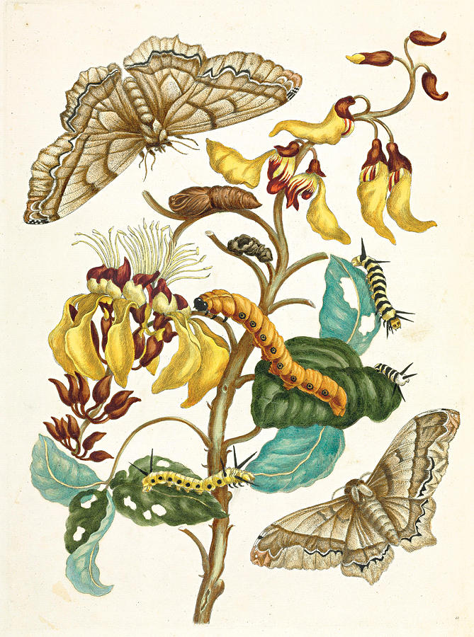 Metamorphosis Insectorum Surinamensium Painting by Maria Sibylla Merian ...