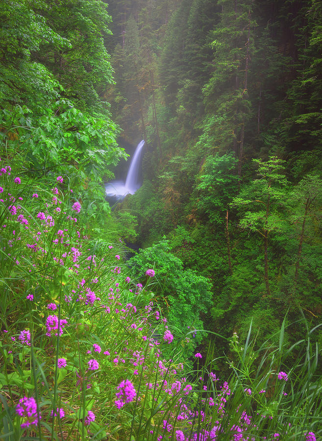 Metlako Falls Flowers Photograph